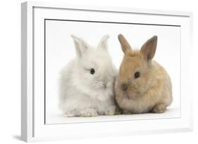 Two Baby Lionhead Cross Lop Bunnies-Mark Taylor-Framed Photographic Print