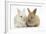 Two Baby Lionhead Cross Lop Bunnies-Mark Taylor-Framed Photographic Print