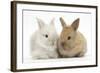 Two Baby Lionhead Cross Lop Bunnies-Mark Taylor-Framed Photographic Print