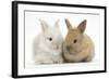 Two Baby Lionhead Cross Lop Bunnies-Mark Taylor-Framed Photographic Print