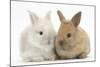 Two Baby Lionhead Cross Lop Bunnies-Mark Taylor-Mounted Photographic Print