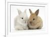 Two Baby Lionhead Cross Lop Bunnies-Mark Taylor-Framed Photographic Print