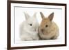 Two Baby Lionhead Cross Lop Bunnies-Mark Taylor-Framed Photographic Print