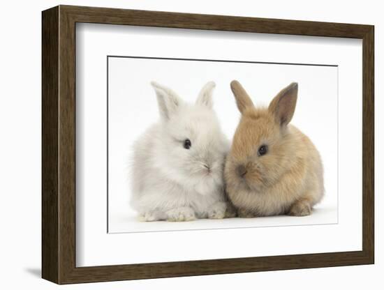 Two Baby Lionhead Cross Lop Bunnies-Mark Taylor-Framed Photographic Print