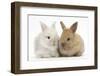 Two Baby Lionhead Cross Lop Bunnies-Mark Taylor-Framed Photographic Print