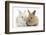 Two Baby Lionhead Cross Lop Bunnies-Mark Taylor-Framed Photographic Print