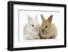 Two Baby Lionhead Cross Lop Bunnies-Mark Taylor-Framed Photographic Print