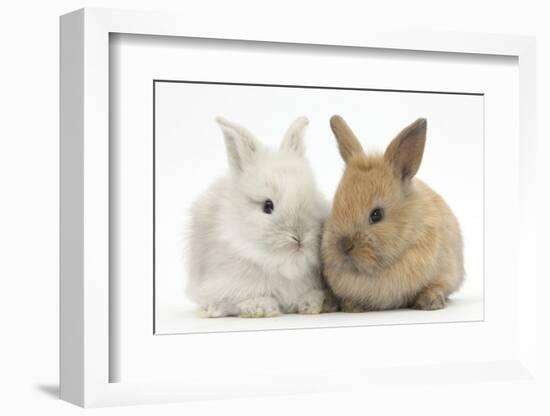 Two Baby Lionhead Cross Lop Bunnies-Mark Taylor-Framed Photographic Print