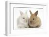 Two Baby Lionhead Cross Lop Bunnies-Mark Taylor-Framed Photographic Print