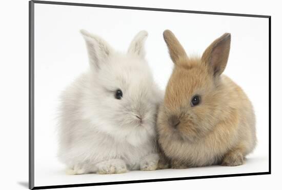 Two Baby Lionhead Cross Lop Bunnies-Mark Taylor-Mounted Photographic Print