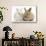 Two Baby Lionhead Cross Lop Bunnies-Mark Taylor-Stretched Canvas displayed on a wall