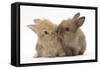 Two Baby Lionhead-Cross Rabbits, Touching Noses-Mark Taylor-Framed Stretched Canvas