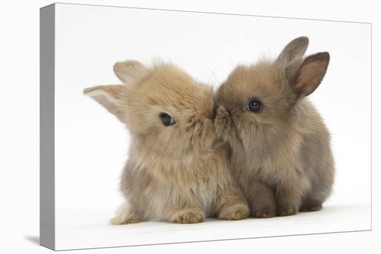 Two Baby Lionhead-Cross Rabbits, Touching Noses-Mark Taylor-Stretched Canvas