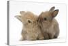 Two Baby Lionhead-Cross Rabbits, Touching Noses-Mark Taylor-Stretched Canvas