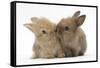 Two Baby Lionhead-Cross Rabbits, Touching Noses-Mark Taylor-Framed Stretched Canvas