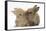 Two Baby Lionhead-Cross Rabbits, Touching Noses-Mark Taylor-Framed Stretched Canvas