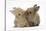 Two Baby Lionhead-Cross Rabbits, Touching Noses-Mark Taylor-Stretched Canvas