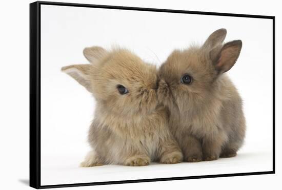 Two Baby Lionhead-Cross Rabbits, Touching Noses-Mark Taylor-Framed Stretched Canvas