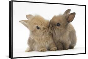 Two Baby Lionhead-Cross Rabbits, Touching Noses-Mark Taylor-Framed Stretched Canvas