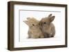 Two Baby Lionhead-Cross Rabbits, Touching Noses-Mark Taylor-Framed Premium Photographic Print