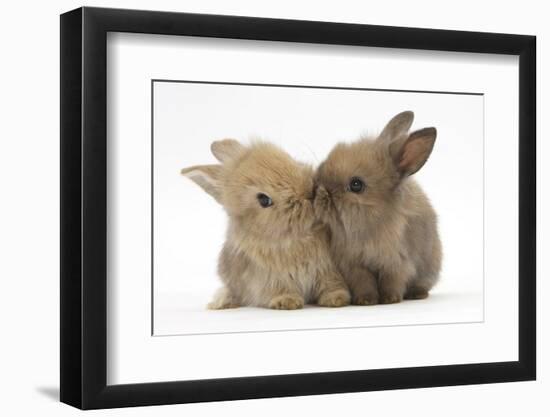 Two Baby Lionhead-Cross Rabbits, Touching Noses-Mark Taylor-Framed Photographic Print