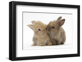 Two Baby Lionhead-Cross Rabbits, Touching Noses-Mark Taylor-Framed Photographic Print