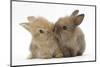 Two Baby Lionhead-Cross Rabbits, Touching Noses-Mark Taylor-Mounted Photographic Print