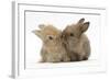 Two Baby Lionhead-Cross Rabbits, Touching Noses-Mark Taylor-Framed Photographic Print