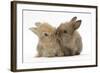 Two Baby Lionhead-Cross Rabbits, Touching Noses-Mark Taylor-Framed Photographic Print