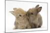 Two Baby Lionhead-Cross Rabbits, Touching Noses-Mark Taylor-Mounted Photographic Print