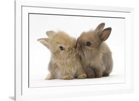 Two Baby Lionhead-Cross Rabbits, Touching Noses-Mark Taylor-Framed Photographic Print