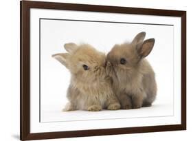 Two Baby Lionhead-Cross Rabbits, Touching Noses-Mark Taylor-Framed Photographic Print