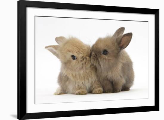 Two Baby Lionhead-Cross Rabbits, Touching Noses-Mark Taylor-Framed Photographic Print