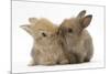 Two Baby Lionhead-Cross Rabbits, Touching Noses-Mark Taylor-Mounted Photographic Print