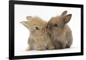 Two Baby Lionhead-Cross Rabbits, Touching Noses-Mark Taylor-Framed Photographic Print