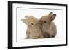 Two Baby Lionhead-Cross Rabbits, Touching Noses-Mark Taylor-Framed Photographic Print