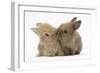 Two Baby Lionhead-Cross Rabbits, Touching Noses-Mark Taylor-Framed Photographic Print