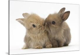 Two Baby Lionhead-Cross Rabbits, Touching Noses-Mark Taylor-Stretched Canvas