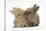 Two Baby Lionhead-Cross Rabbits, Touching Noses-Mark Taylor-Stretched Canvas