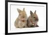 Two Baby Lionhead-Cross Rabbits Wearing Bells-Mark Taylor-Framed Photographic Print