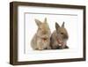 Two Baby Lionhead-Cross Rabbits Wearing Bells-Mark Taylor-Framed Photographic Print