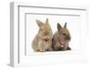 Two Baby Lionhead-Cross Rabbits Wearing Bells-Mark Taylor-Framed Photographic Print