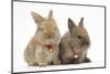 Two Baby Lionhead-Cross Rabbits Wearing Bells-Mark Taylor-Mounted Photographic Print