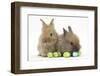 Two Baby Lionhead-Cross Rabbits with Easter Eggs-Mark Taylor-Framed Photographic Print