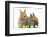 Two Baby Lionhead-Cross Rabbits with Easter Eggs-Mark Taylor-Framed Photographic Print