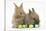 Two Baby Lionhead-Cross Rabbits with Easter Eggs-Mark Taylor-Stretched Canvas