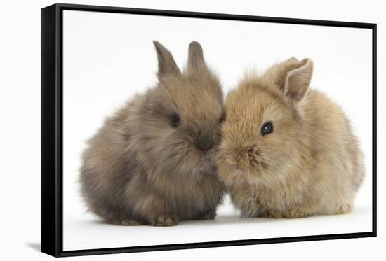 Two Baby Lionhead-Cross Rabbits-Mark Taylor-Framed Stretched Canvas