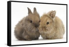 Two Baby Lionhead-Cross Rabbits-Mark Taylor-Framed Stretched Canvas