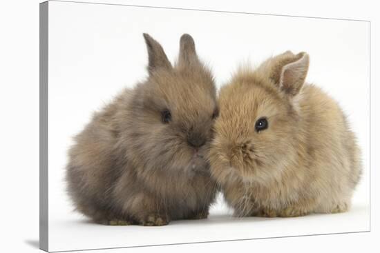 Two Baby Lionhead-Cross Rabbits-Mark Taylor-Stretched Canvas