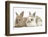 Two Baby Lionhead-Cross Rabbits-Mark Taylor-Framed Photographic Print